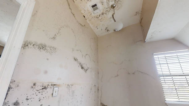 Mold Odor Removal Services in Diamond Springs, CA