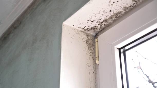Best Commercial Mold Inspection  in Diamond Springs, CA
