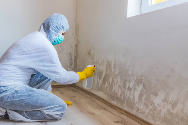 Mold Remediation for Vacation Homes in Diamond Springs, CA