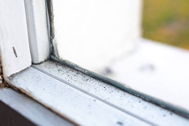 Best Mold-Related Health Consultation  in Diamond Springs, CA