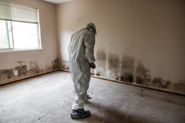 Best Black Mold Removal  in Diamond Springs, CA
